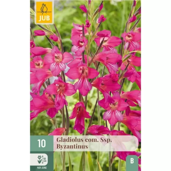 Karta - Mečík Gladiolus Com.SSP.Byzantinus (10 cibulí) "B"