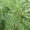 Pinus strobus 'Blue Shag' C5L