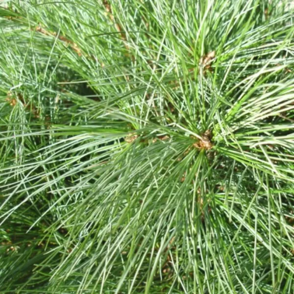 Pinus strobus 'Blue Shag' C5L