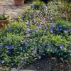 Vinca minor 10-15 VKR1,5L