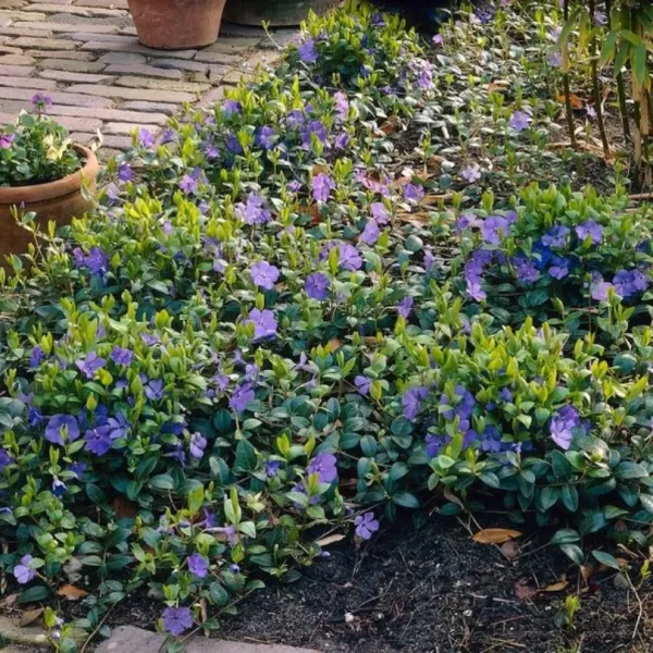 Vinca minor 10-15 VKR1,5L