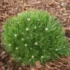 Pinus densiflora 'Low Glow' C13L