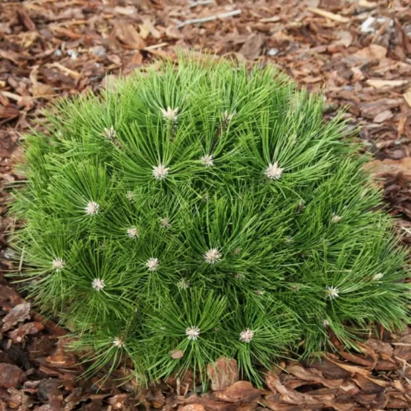 Pinus densiflora 'Low Glow' C13L