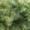 Pinus nigra 'Brepo' 35-45 C 7,5 L
