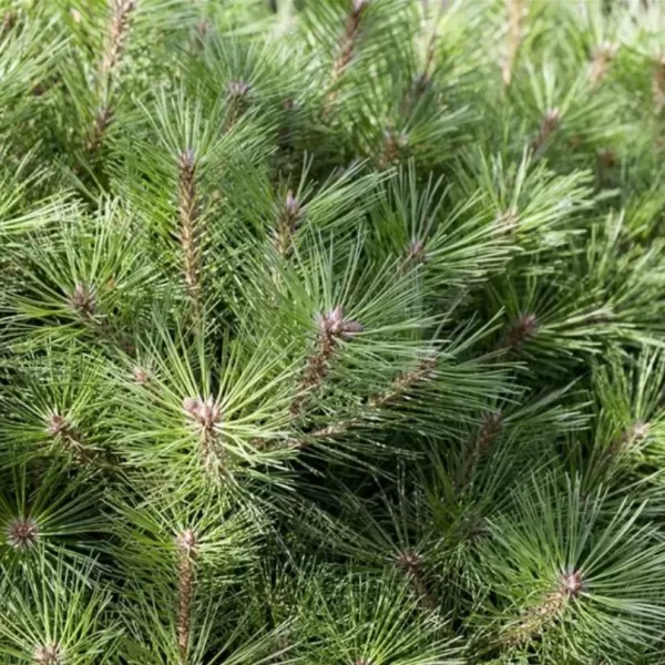 Pinus nigra 'Brepo' 35-45 C 7,5 L