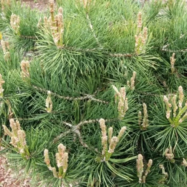 Pinus sylvestris 'Repens' C13L
