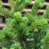 Picea pungens 'Lucky Strike' C5L