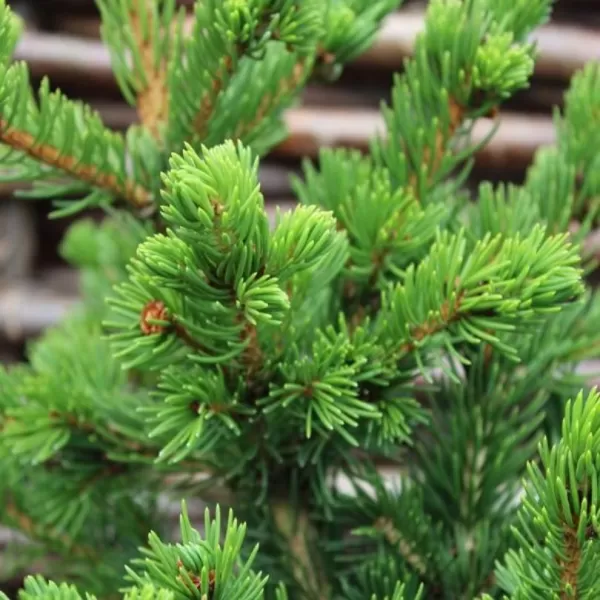 Picea pungens 'Lucky Strike' C5L