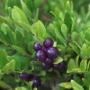 Lonicera pileata 20-30 VKR1,5L