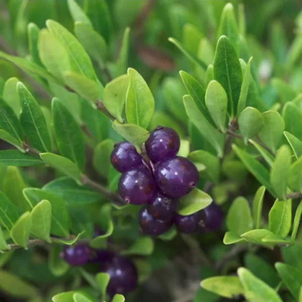 Lonicera pileata 20-30 VKR1,5L