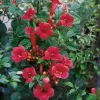 Campsis radicans 'Flamenco' 80/+ RP 2 L
