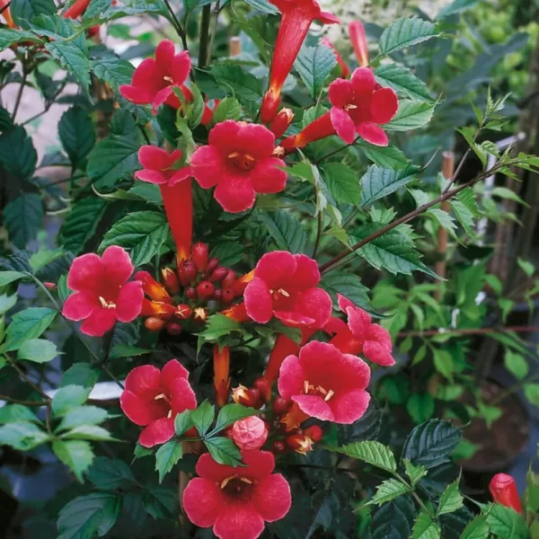Campsis radicans 'Flamenco' 80/+ RP 2 L
