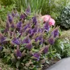 Buddleja davidii 'Candy Little Lila'® 30–40 VKR4L