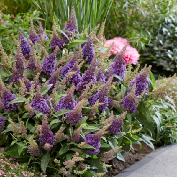 Buddleja davidii 'Candy Little Lila'® 30–40 VKR4L