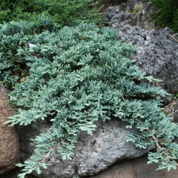 Juniperus horizontalis 'Icee Blue' 15-20 C 2,5 L
