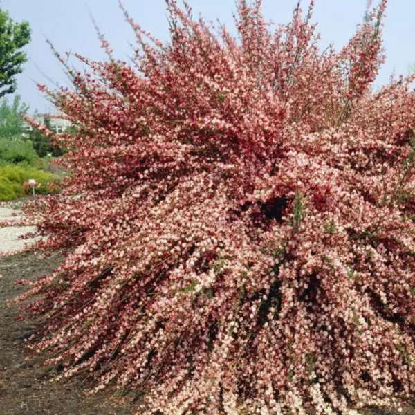 Cytisus (P) 'Zeelandia' 20-30 VKR1,5L