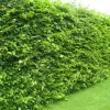 Carpinus betulus 60-80 VKR1,5L