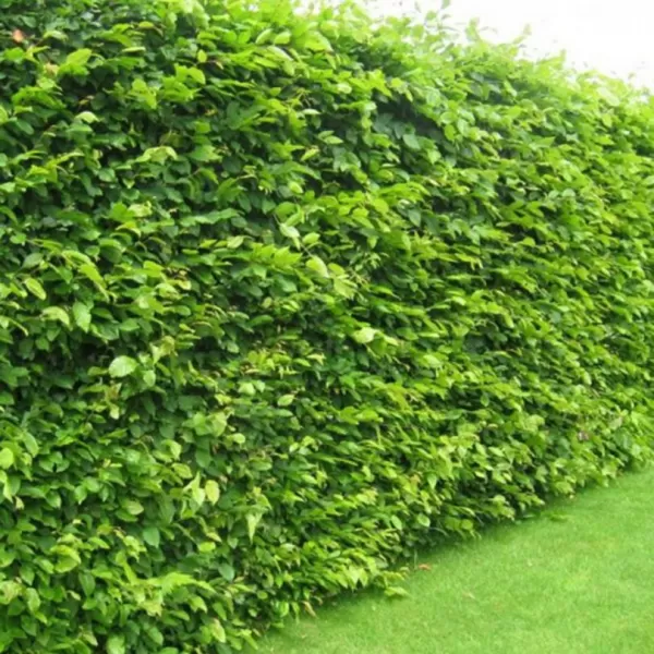 Carpinus betulus 60-80 VKR1,5L
