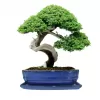 Mísa bonsai s podmiskou - modrá 27,3x21cm