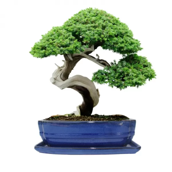 Mísa bonsai s podmiskou - modrá 27,3x21cm