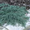 Juniperus horizontalis 'Icee Blue' 15-20 C 2,5 L