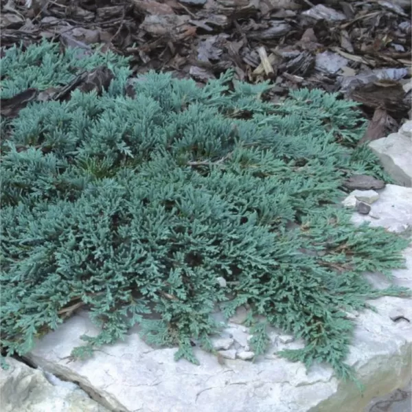 Juniperus horizontalis 'Icee Blue' 15-20 C 2,5 L
