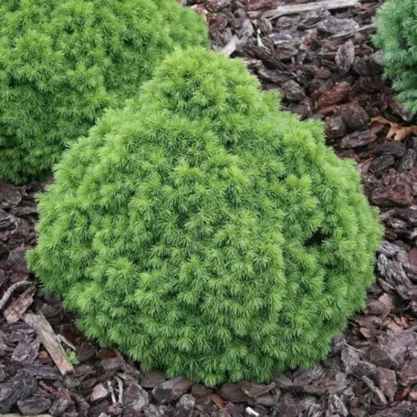Picea glauca 'Alberta Globe' C5L