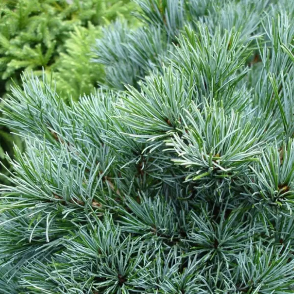 Pinus parviflora 'Negishi' C13L