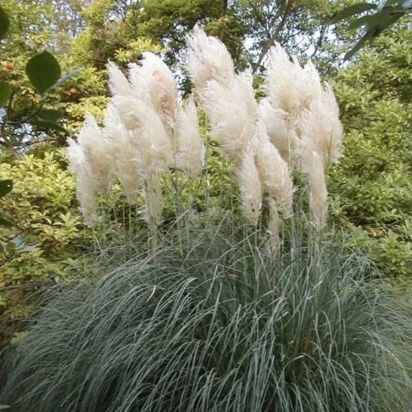 Cortaderia selloana 'Sunningd. Silver' . VKR4L