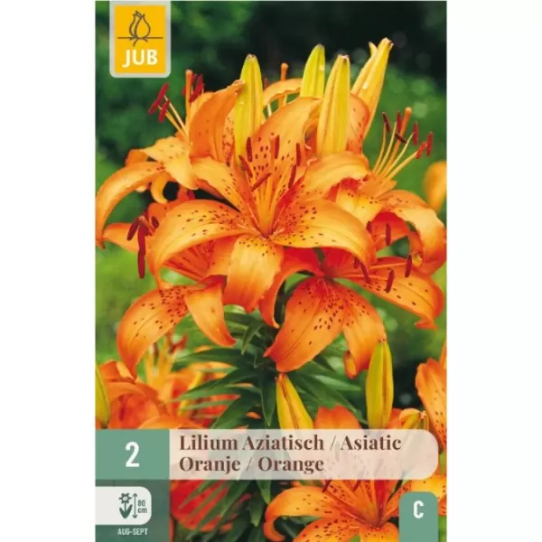 Karta - Lilie - Asiatic Orange (2 cibule) "B"