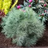 Pinus strobus 'Blue Shag' C5L