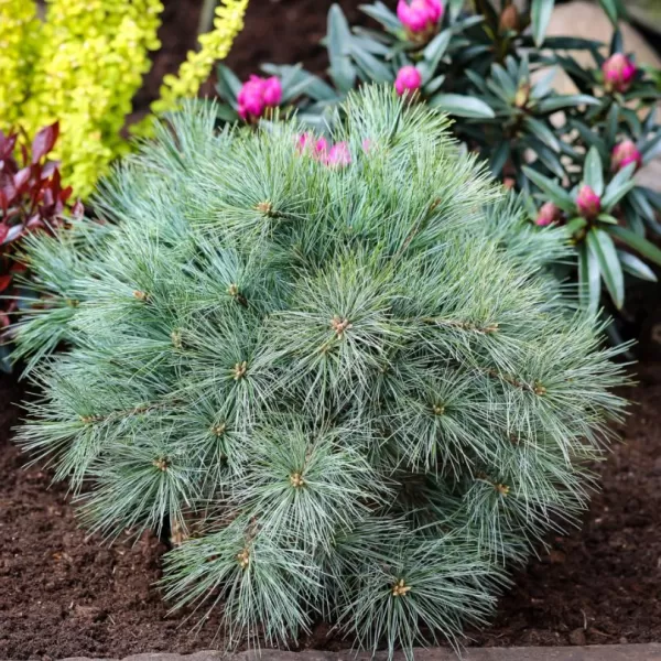 Pinus strobus 'Blue Shag' C5L