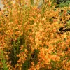Cytisus (P) 'Apricot Gem' 20-30 VKR1,5L