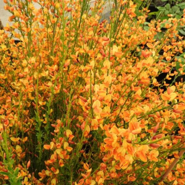 Cytisus (P) 'Apricot Gem' 20-30 VKR1,5L