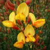 Cytisus (P) 'Apricot Gem' 20-30 VKR1,5L