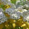 Spiraea vanhouttei 30-40 VKR1,5L