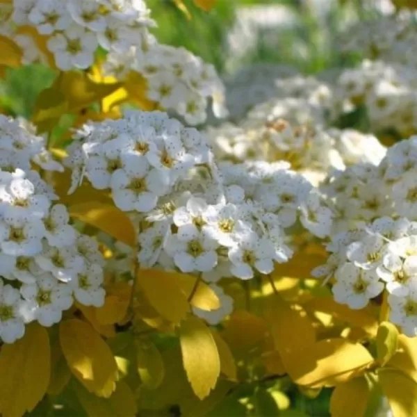 Spiraea vanhouttei 30-40 VKR1,5L