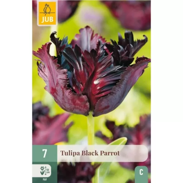 Karta - Tulipán - Black Parrot (7 cibulí) "B"