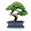 Mísa bonsai s podmiskou - tyrkysová 27x21cm