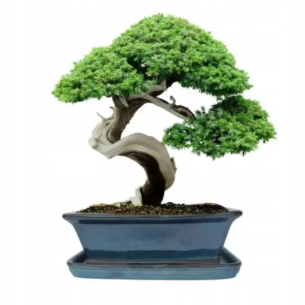 Mísa bonsai s podmiskou - tyrkysová 27x21cm