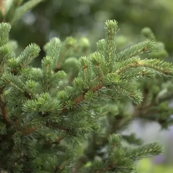 Picea pungens 'Lucky Strike' C13L