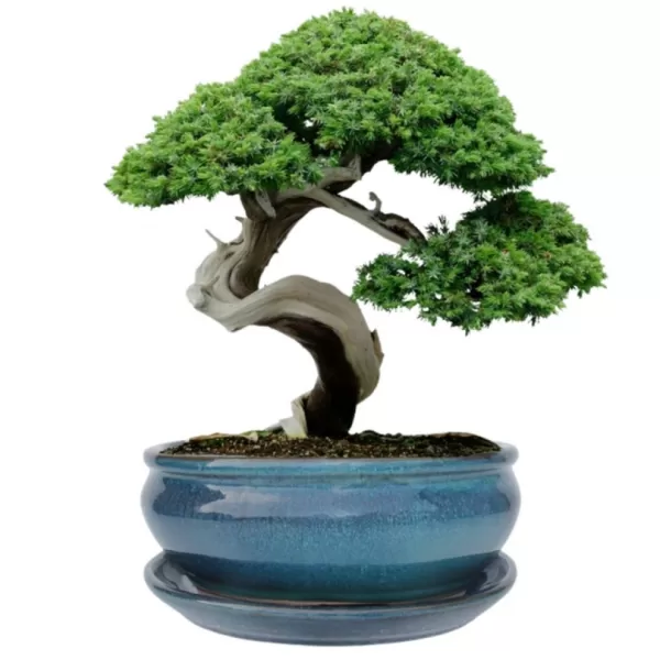 Mísa bonsai glazovaná s podmiskou ovál - tyrkysová 25,5x20,8cm