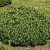 Pinus mugo 'Benjamin' C13L