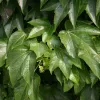 Parthenocissus tricuspidata 'Veitchii' 60/+ RP2L