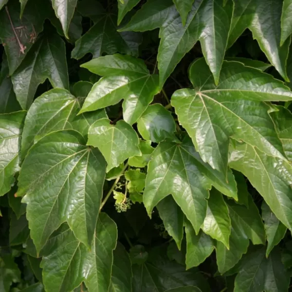 Parthenocissus tricuspidata 'Veitchii' 60/+ RP2L