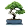 Mísa bonsai s podmiskou - tyrkysová 27,3x21cm