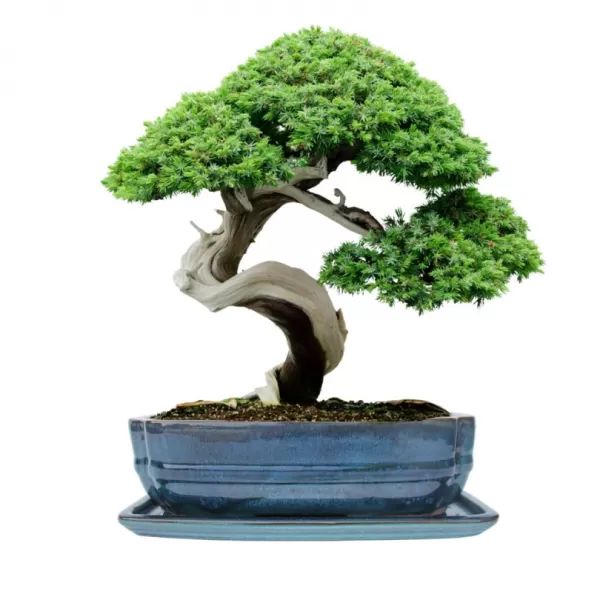 Mísa bonsai s podmiskou - tyrkysová 27,3x21cm