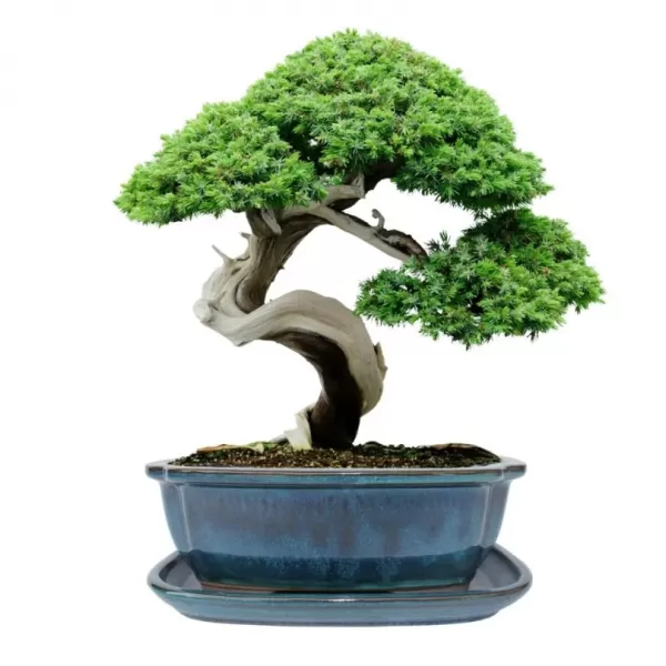 Mísa bonsai s podmiskou - tyrkysová 21,5x17cm