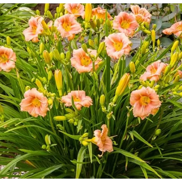 Hemerocallis EveryDaylilyRose C1,4L