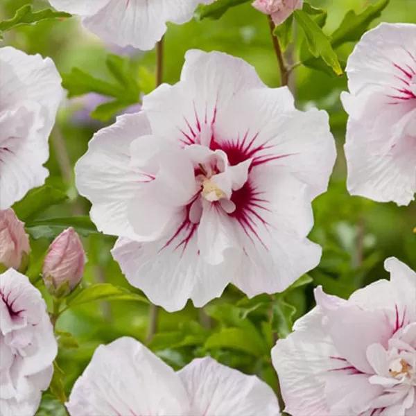 Hibiscus syr. China Chiffon 20-30 C1,4L